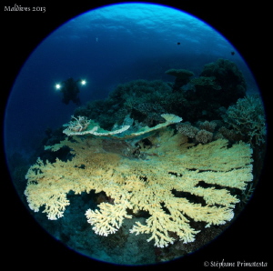 Table coral. by Stéphane Primatesta 